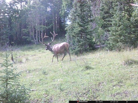 Trail camera frame taken 25 July 2025 at 17:09