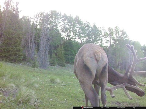 Trail camera frame taken 19 June 2025 at 06:13