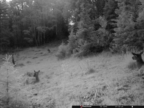Trail camera frame taken 30 July 2025 at 20:33