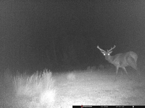 Trail camera frame taken 1 July 2025 at 00:07