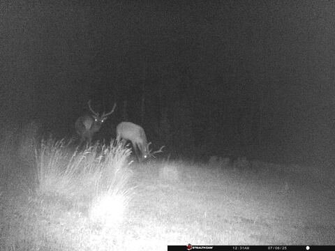Trail camera frame taken 6 July 2025 at 00:31