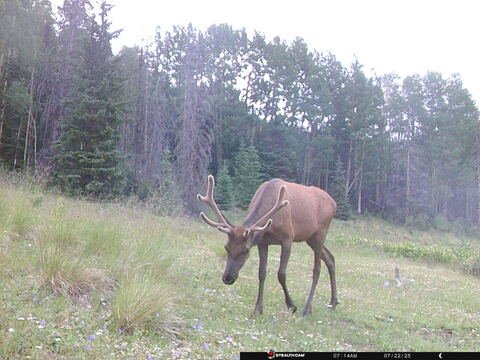 Trail camera frame taken 22 July 2025 at 07:14