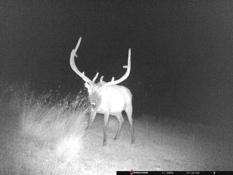 Trail camera frame taken 29 July 2025 at 23:07