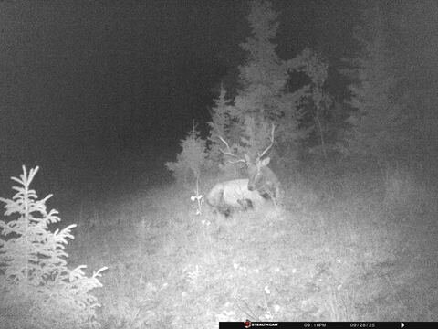 Trail camera frame taken 28 September 2025 at 21:16
