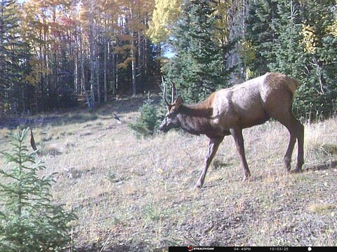 Trail camera frame taken 3 October 2025 at 16:45
