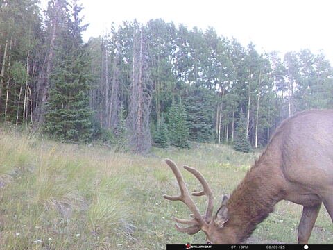 Trail camera frame taken 9 August 2025 at 19:14