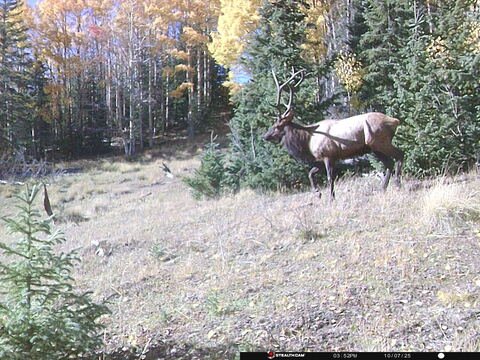 Trail camera frame taken 7 October 2025 at 15:53
