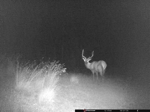Trail camera frame taken 21 August 2025 at 00:47