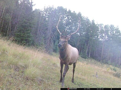 Trail camera frame taken 26 August 2025 at 18:37