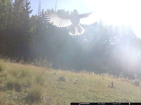 Trail camera frame taken 1 September 2025 at 09:02