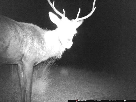 Trail camera frame taken 3 September 2025 at 02:12