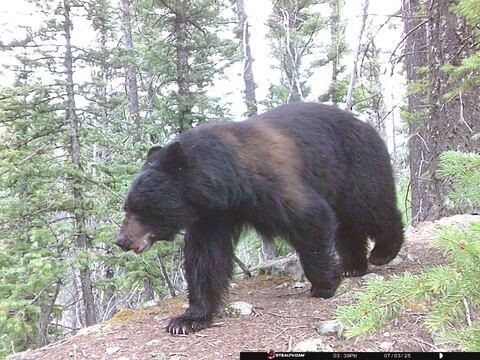 Trail camera frame taken 3 July 2025 at 15:39