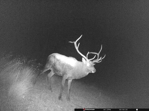 Trail camera frame taken 8 September 2025 at 20:28