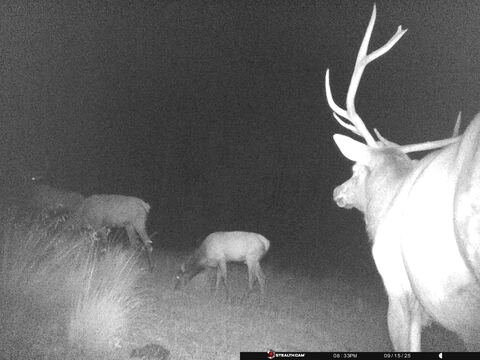 Trail camera frame taken 15 September 2025 at 20:33
