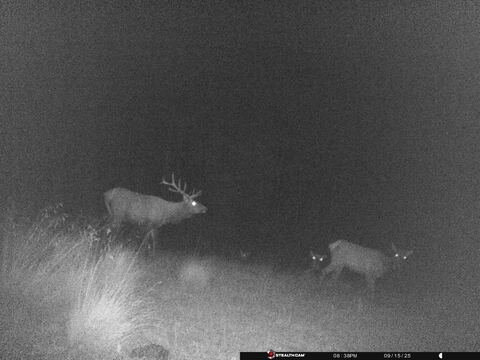 Trail camera frame taken 15 September 2025 at 20:38