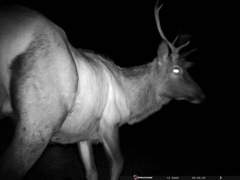 Trail camera frame taken 25 September 2025 at 00:58