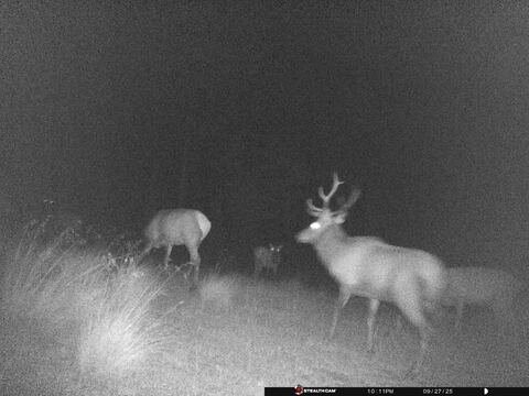 Trail camera frame taken 27 September 2025 at 22:11