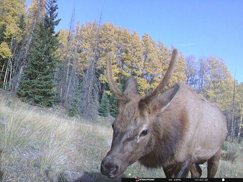 Trail camera frame taken 3 October 2025 at 16:43