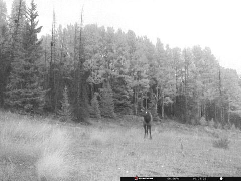Trail camera frame taken 3 October 2025 at 18:56