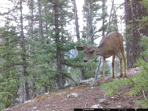 Trail camera frame taken 17 July 2025 at 09:33