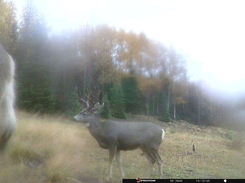 Trail camera frame taken 10 October 2025 at 08:39