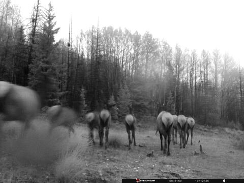 Trail camera frame taken 12 October 2025 at 06:51