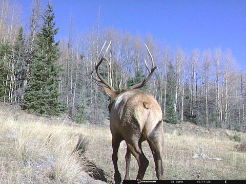 Trail camera frame taken 17 October 2025 at 16:02