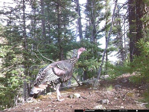 Trail camera frame taken 3 September 2025 at 17:30