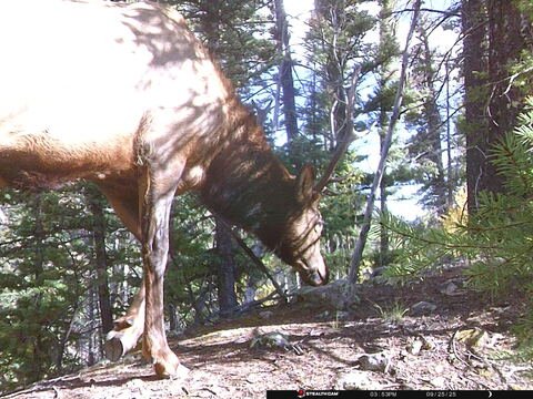 Trail camera frame taken 25 September 2025 at 15:53