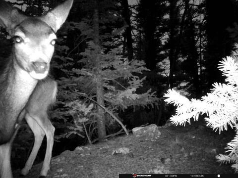 Trail camera frame taken 8 October 2025 at 19:01