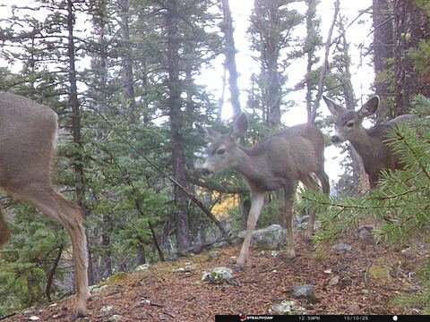 Trail camera frame taken 10 October 2025 at 12:59